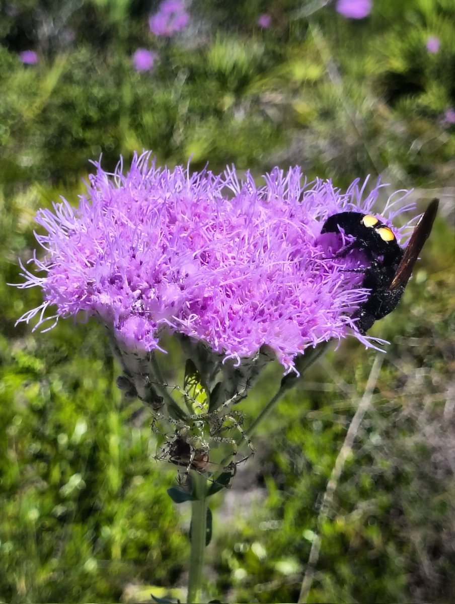 It's been a fantastic Columbus Day. I hope yours was the same. 
If you know what kind of bee-ish insect this is, I'd love to know... Looks like a mutant to me. 😂 
I'm off to dinner. Enjoy your evening.