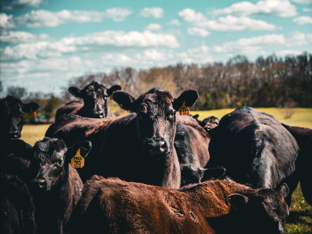 On today's show of Agriculture Today we are joined by K-State livestock economist Glynn Tonsor to discuss the continued-up cattle market and the value of public data for producers and analysts. 
<a href="/TonsorGlynn/">Glynn Tonsor</a> 
agtodayksu.libsyn.com/2037-value-of-…