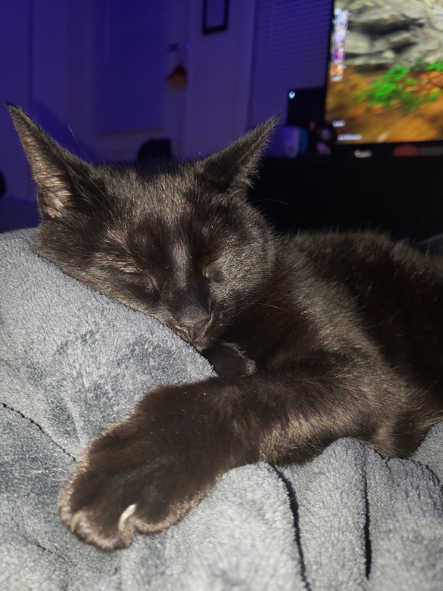 Novaandbugs's tweet photo. 😴😴😴 https://t.co/JULmMhapK9