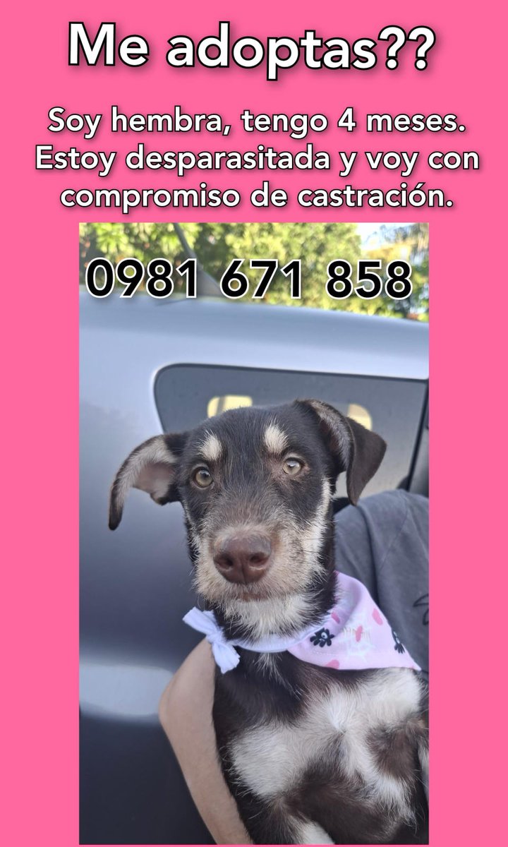 Hola!
Nos ayudarían muchísimo si pueden compartir por favor ❤️🐾
