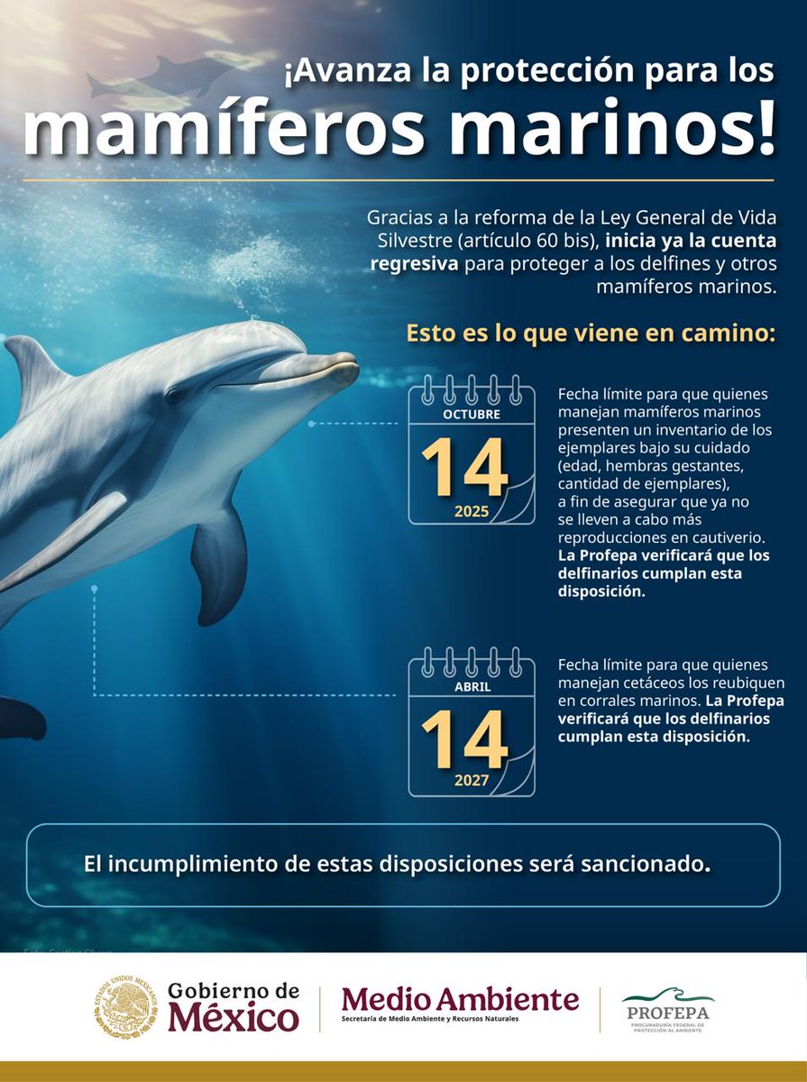PROFEPA_Mx's tweet image. La protección a los delfines y otros mamíferos marinos ya es una realidad en nuestro país. Conoce las siguientes fechas clave y las acciones que deberán cumplir los delfinarios mexicanos 👇🏼🐬🩵