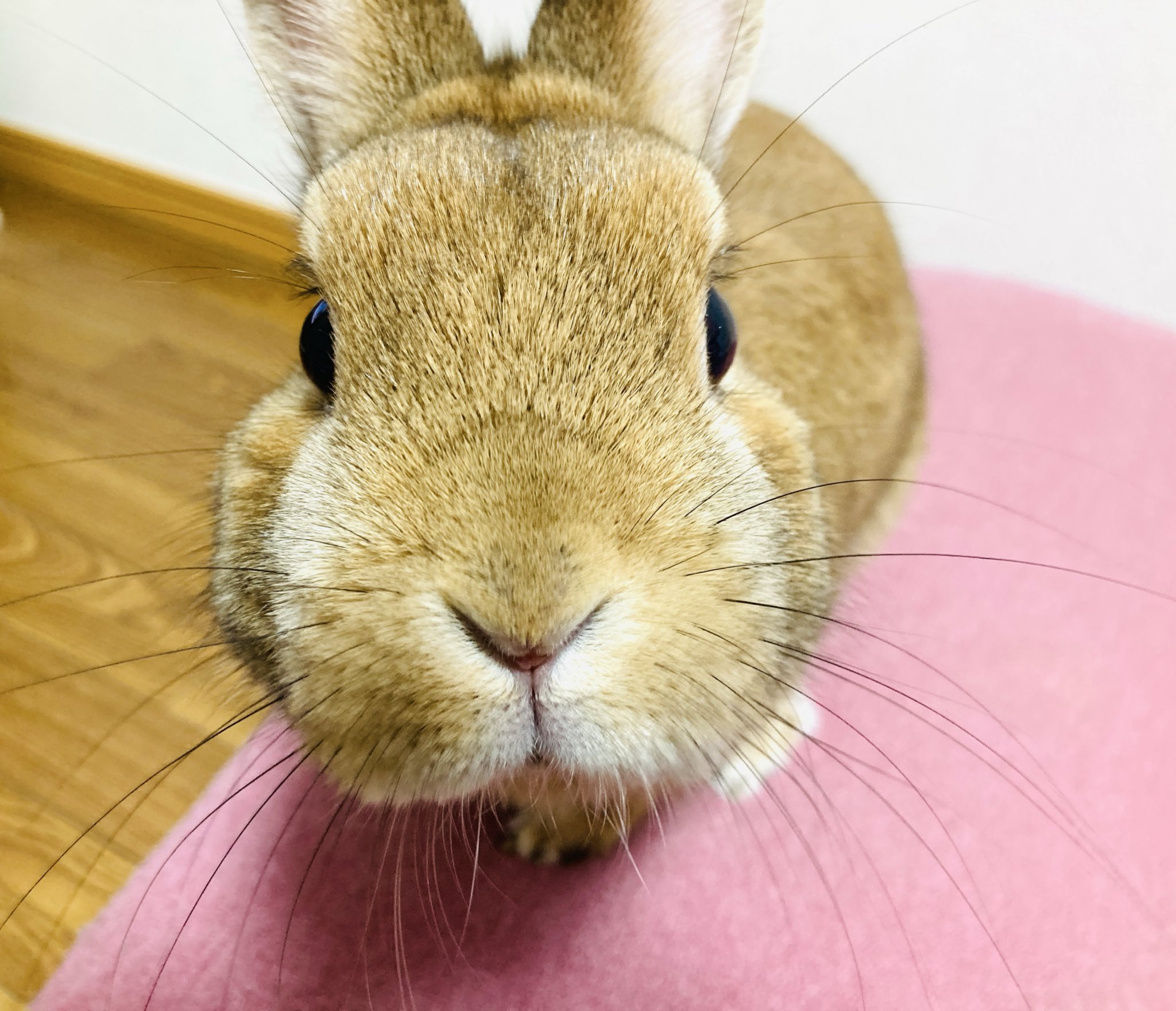 【野うさぎ♡】 野うさぎ🍫🐇 on X: 