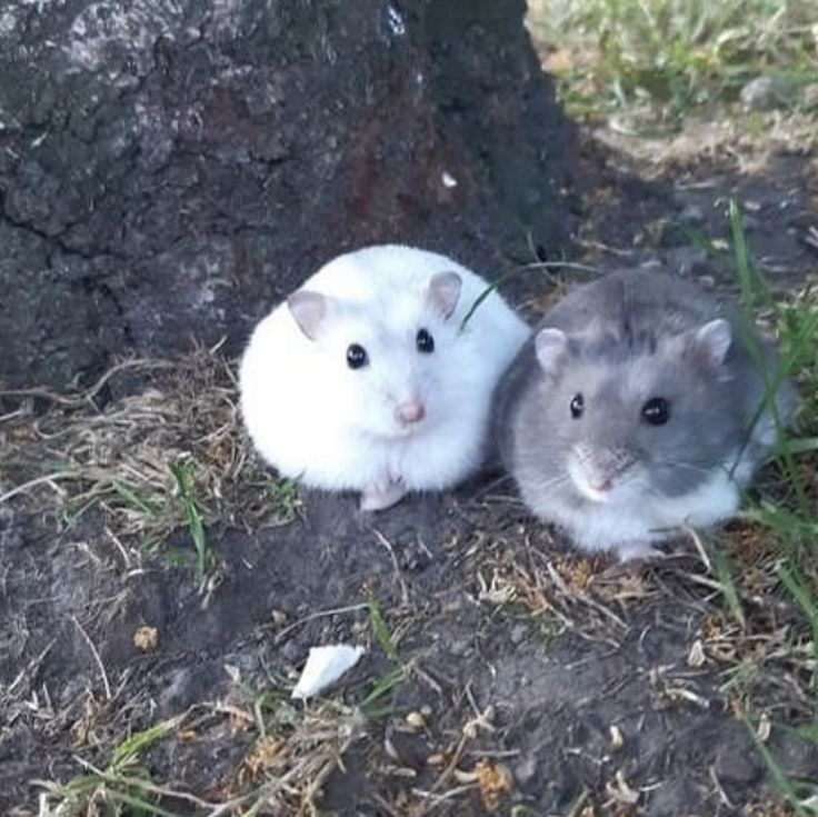 hamster (@hamsterie) on Twitter photo 