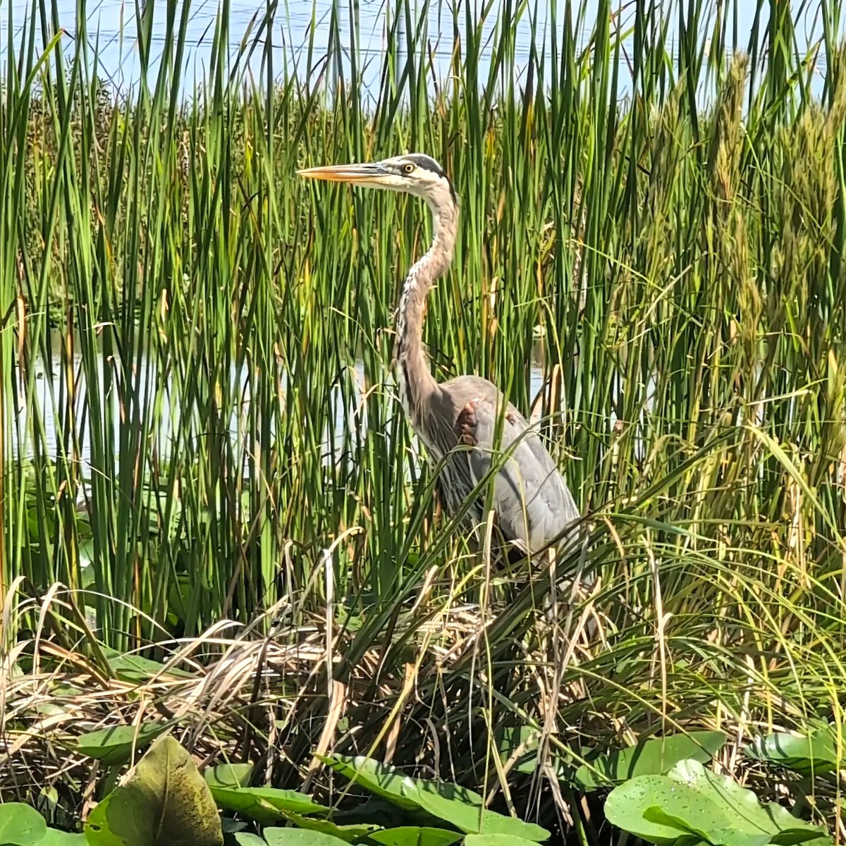 There’s something for everyone at Everglades Holiday Park. From high-speed Everglades airboat tours across the River of Grass to the legendary Gator Boys Alligator Rescue shows, it’s nonstop excitement and discovery. Meet our rescued animals up close during an Animal Encounter,