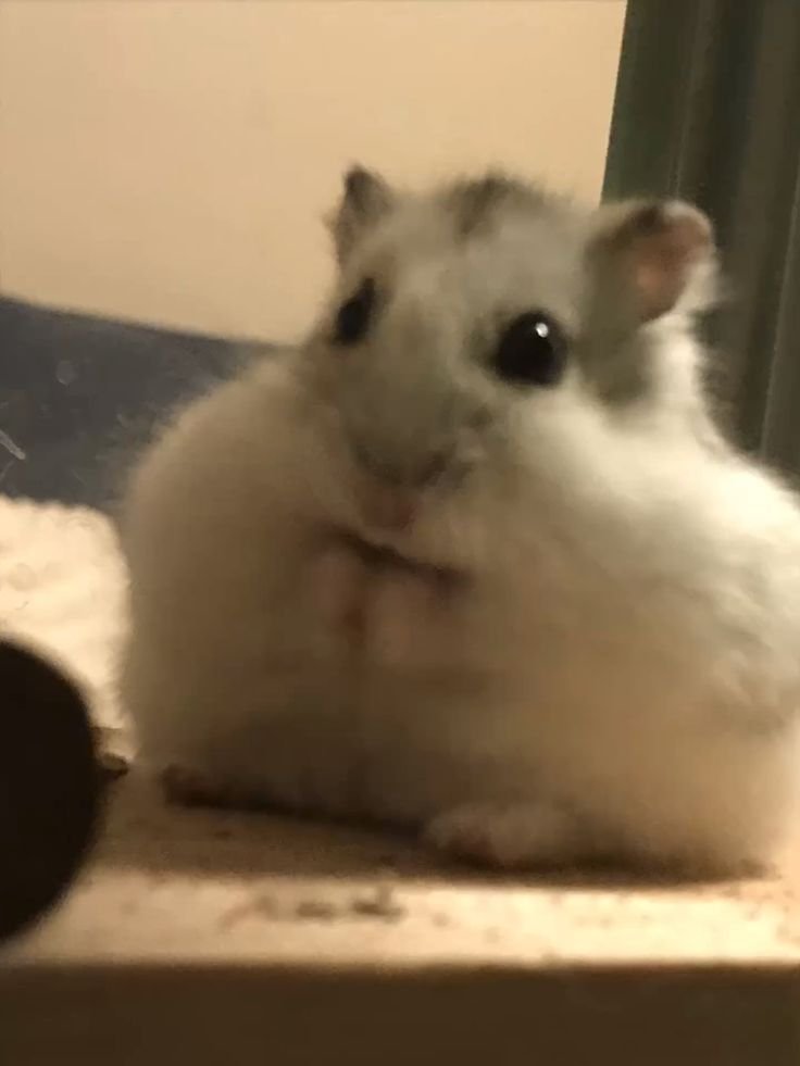 hamster (@hamsterie) on Twitter photo 