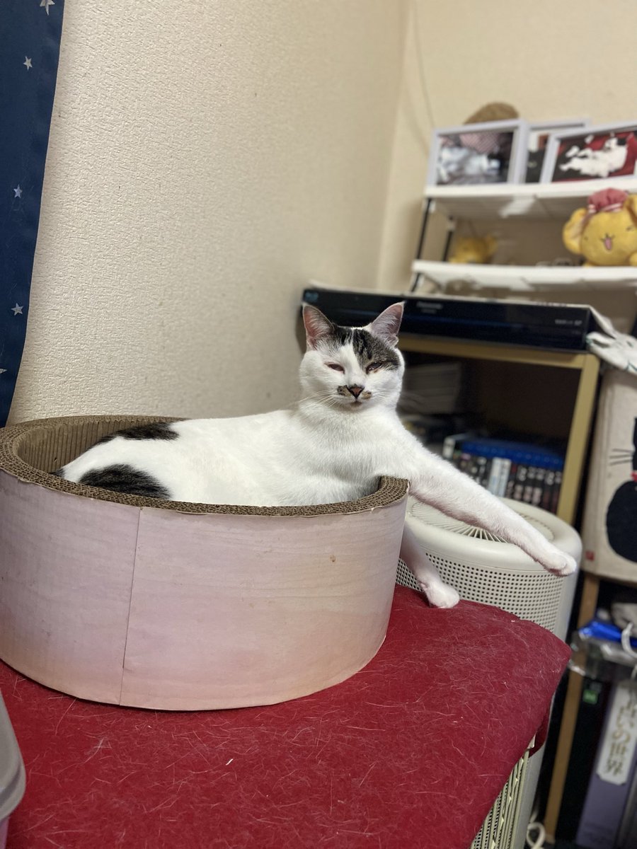 tsukichankawa11's tweet image. これをリラックスという、うちの🌝つきさん🌝を心から尊敬しています
#うちのこかわいい #保護ねこ #拝啓ねこ様 #ねこかわいいね