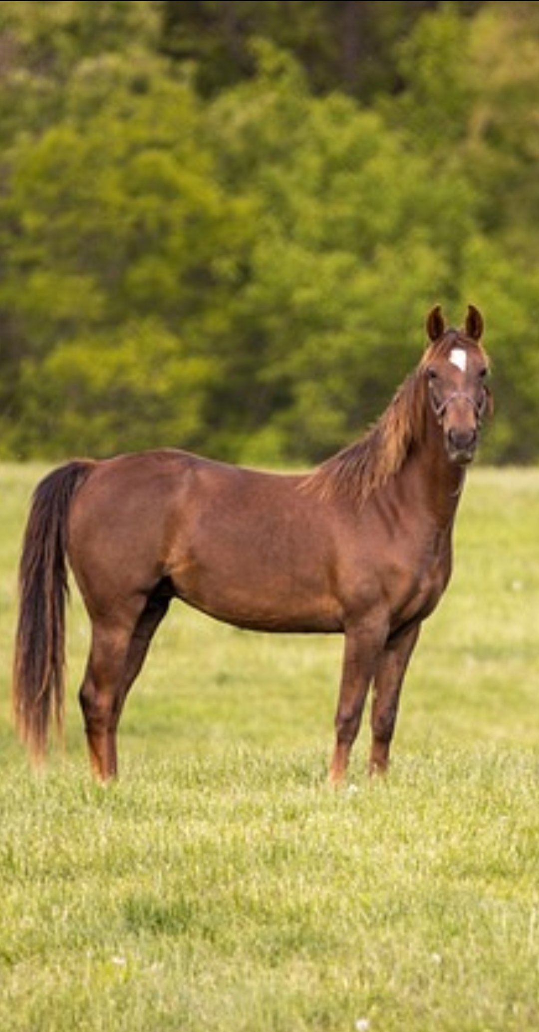 純粋馬油 - Search / X