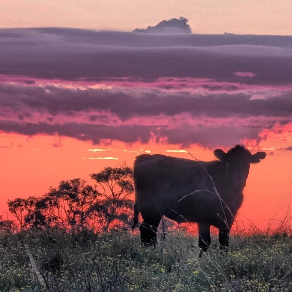 Haven't posted in a while here are a few photos from my farm