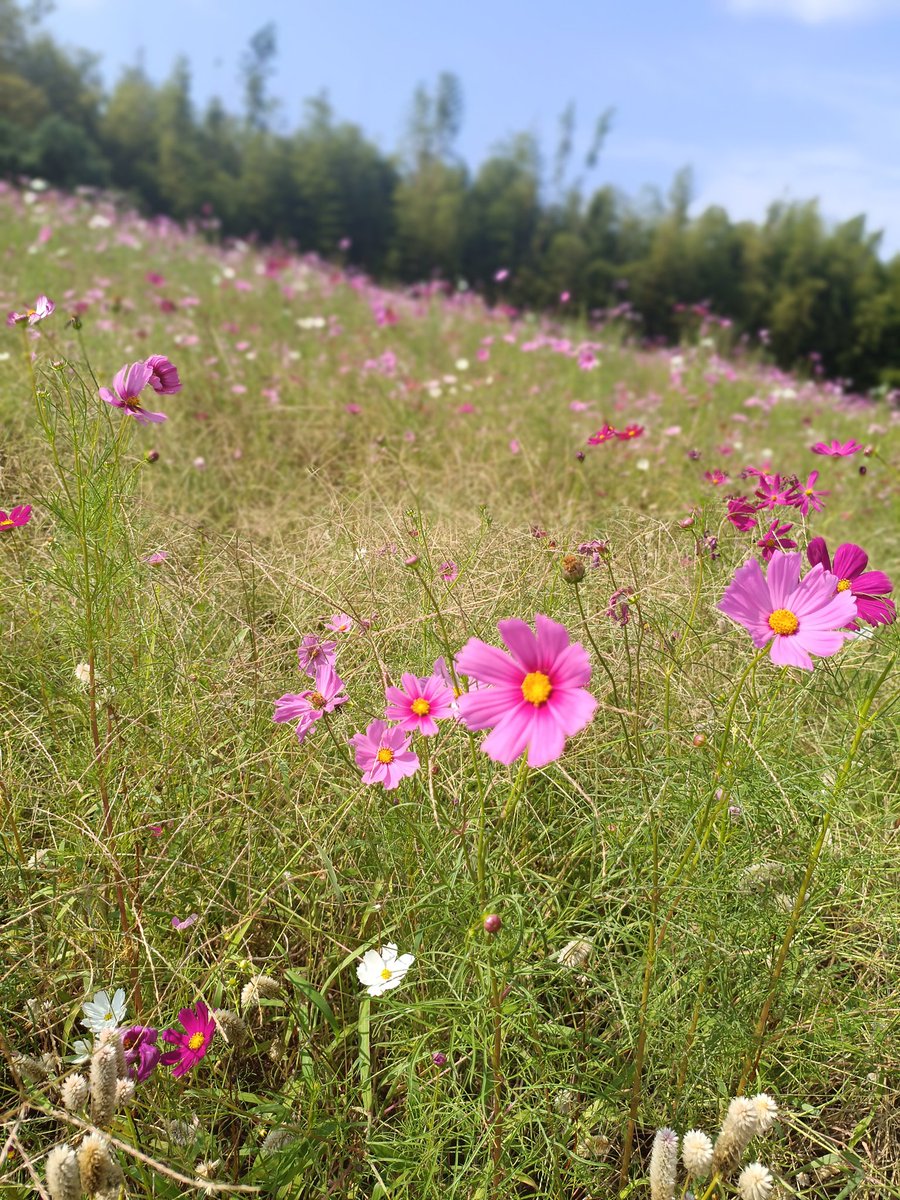 ぎーたん (@chansuzu081294) / Posts / X