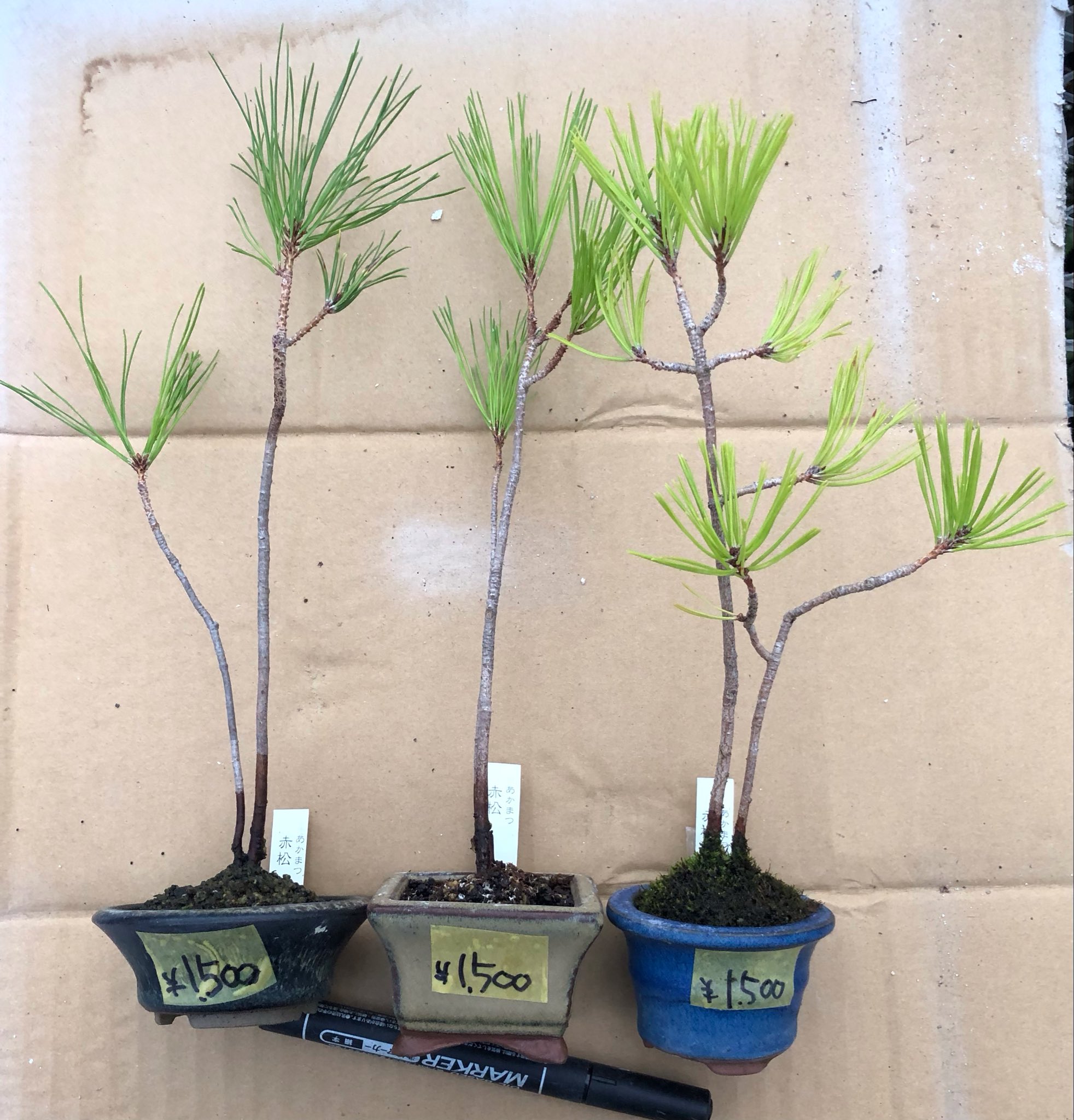 盆クラ市 公式アカウント (@bonkuraichi) / X