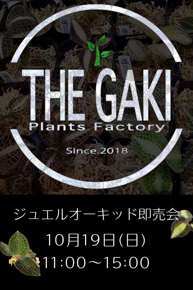 THE GAKI @ジュエルオーキッド (@TheGAKI_pf) / Posts / X