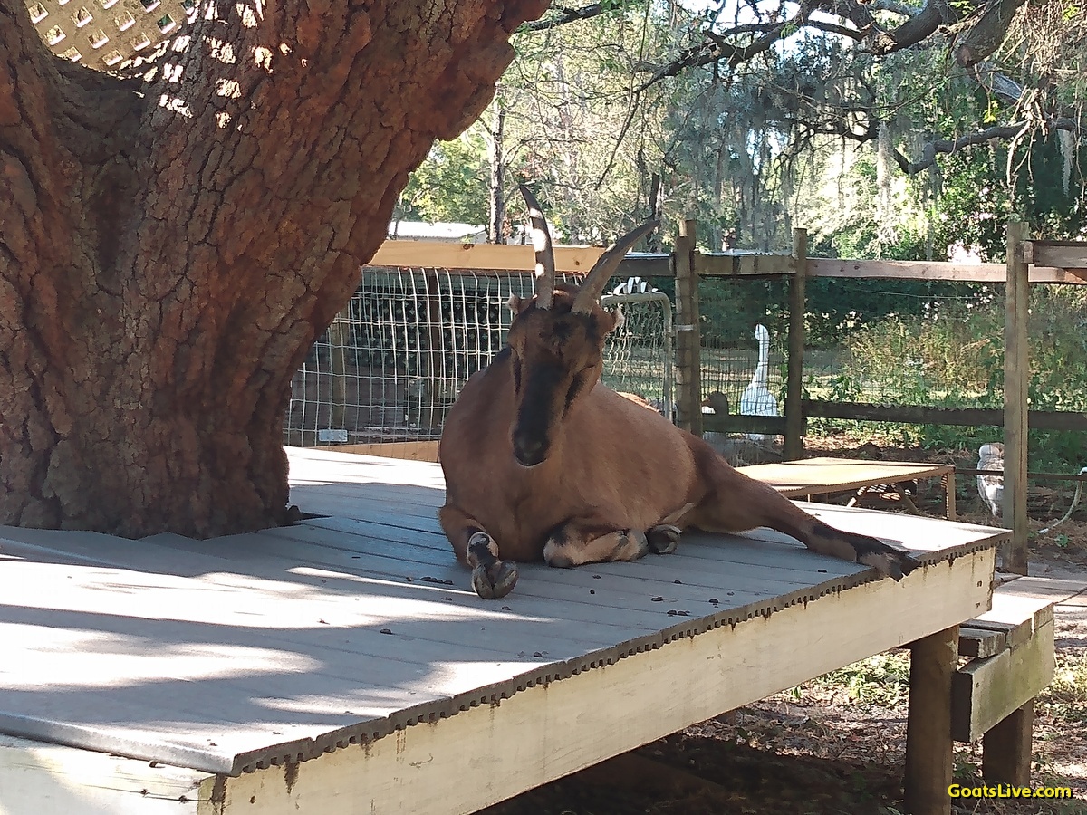 Violet was sound asleep on her deck when I went out to tend her tonight. She woke as I brushed her gently.
今夜、私がバイオレットの世話をしに出かけたとき、彼女はデッキでぐっすり眠っていました。私が優しくブラッシングすると、彼女は目を覚ましました。
#ヤギ #goats