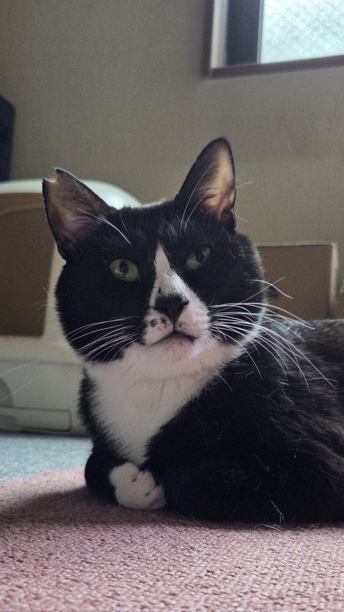 ちったん ちったん (@NYANMARUKE) / Posts / X