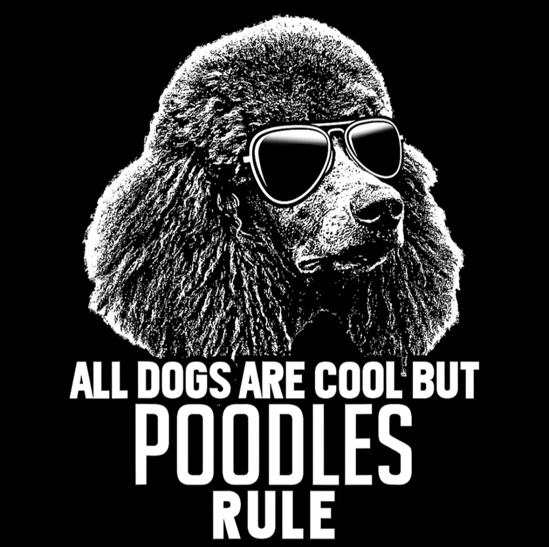 elproferios's tweet photo. #Caniches #Poodles https://t.co/CKEphmsPv5