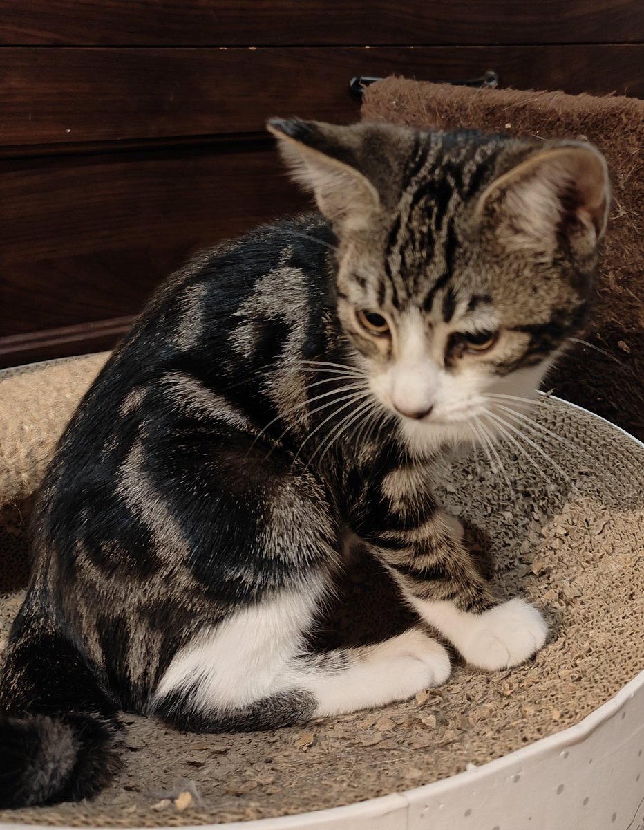 Trzymajcie kciuki

Jest spora szansa że to ostatnia noc Daisy w naszej kociarni 🤞