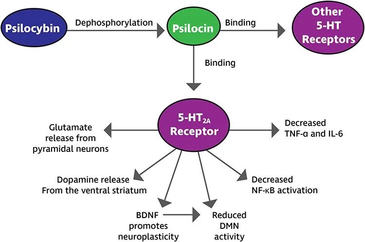 LiveInMushLove's tweet image. “#Microdosing #psilocybin in #SubHallucinogenic doses has also demonstrated benefit in mood disorders, and may offer a safe, less expensive, and more available alternative to full doses of psilocybin for mood disorders, as well as for other…” [Jan 2025]

reddit.com/r/microdosing/…