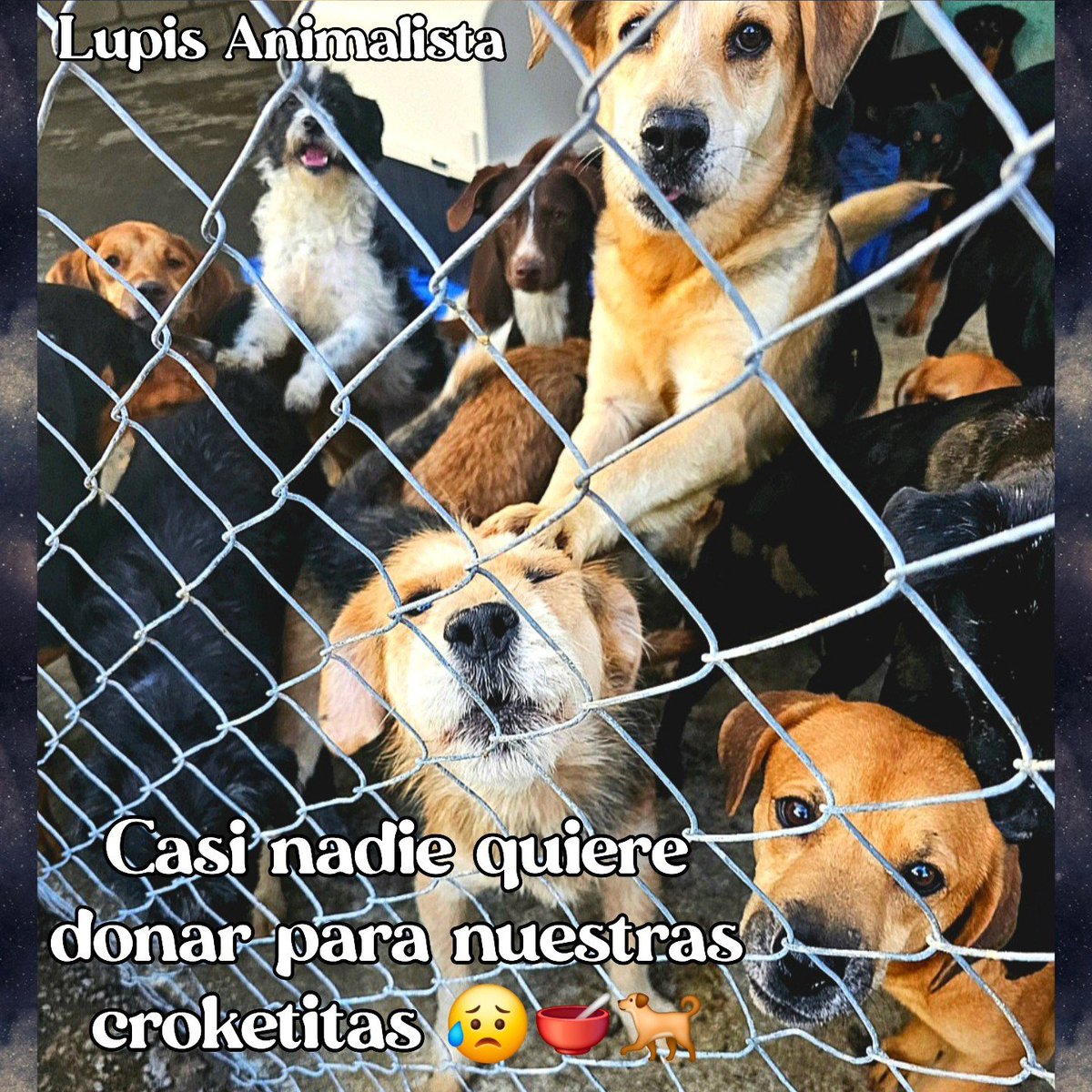 Necesitamos ayuda!
Son 600 perritos que estamos en el albergue de Lupis Animalista y no tenemos comida.
Me apoyas con un RT