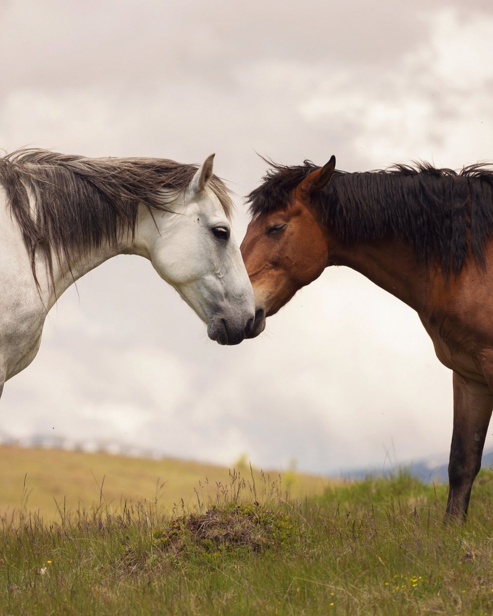 horseprerace's tweet image. 🐴💛 Healthy, happy, and full of life — that’s what care looks like. Give your horses the nutrition and support they deserve so every day feels this good. 🌿 Because happiness starts with health. ✨

#HorsePreRace #HappyHorses #EquineWellness #StrongTogether #HealthyHorses