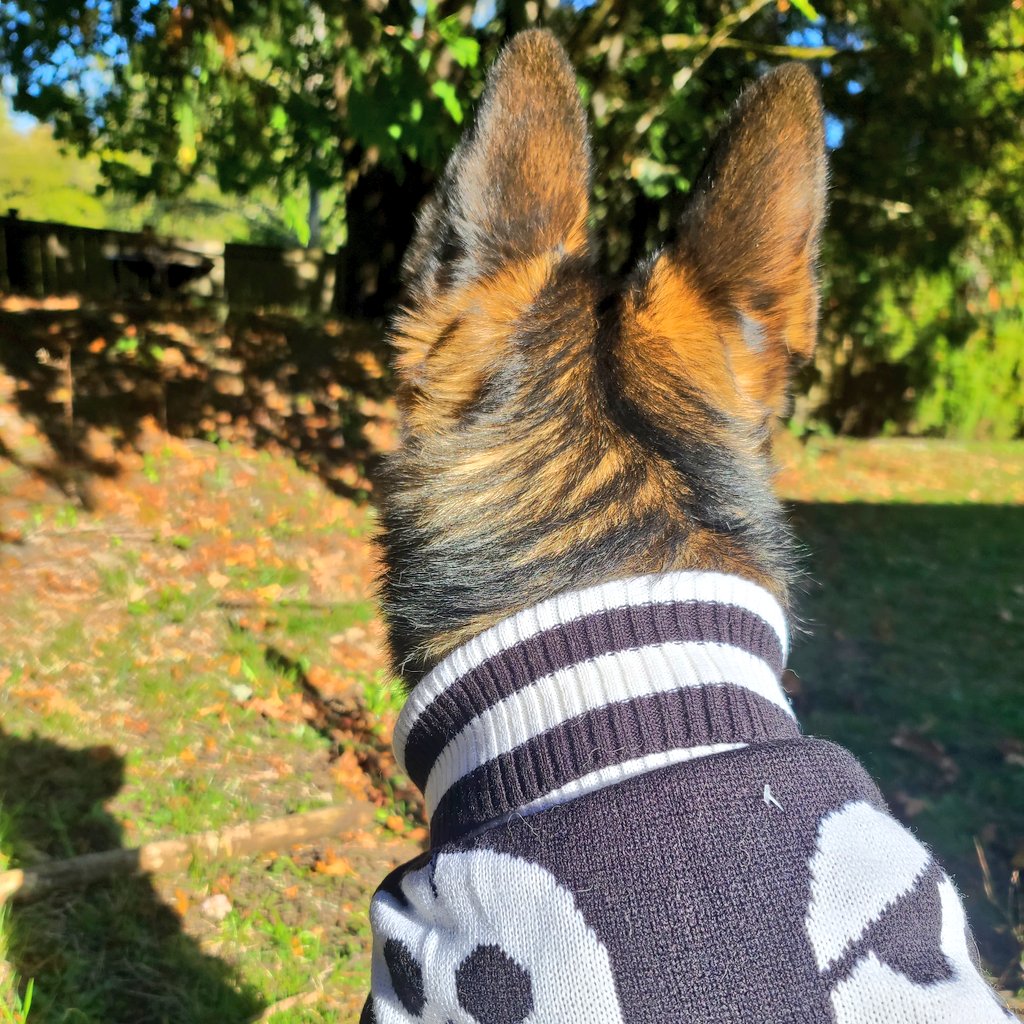 Smol_Shepherd's tweet photo. @HowlTheShep Enjoying spooky season!💀 https://t.co/kr8qMaCUxs