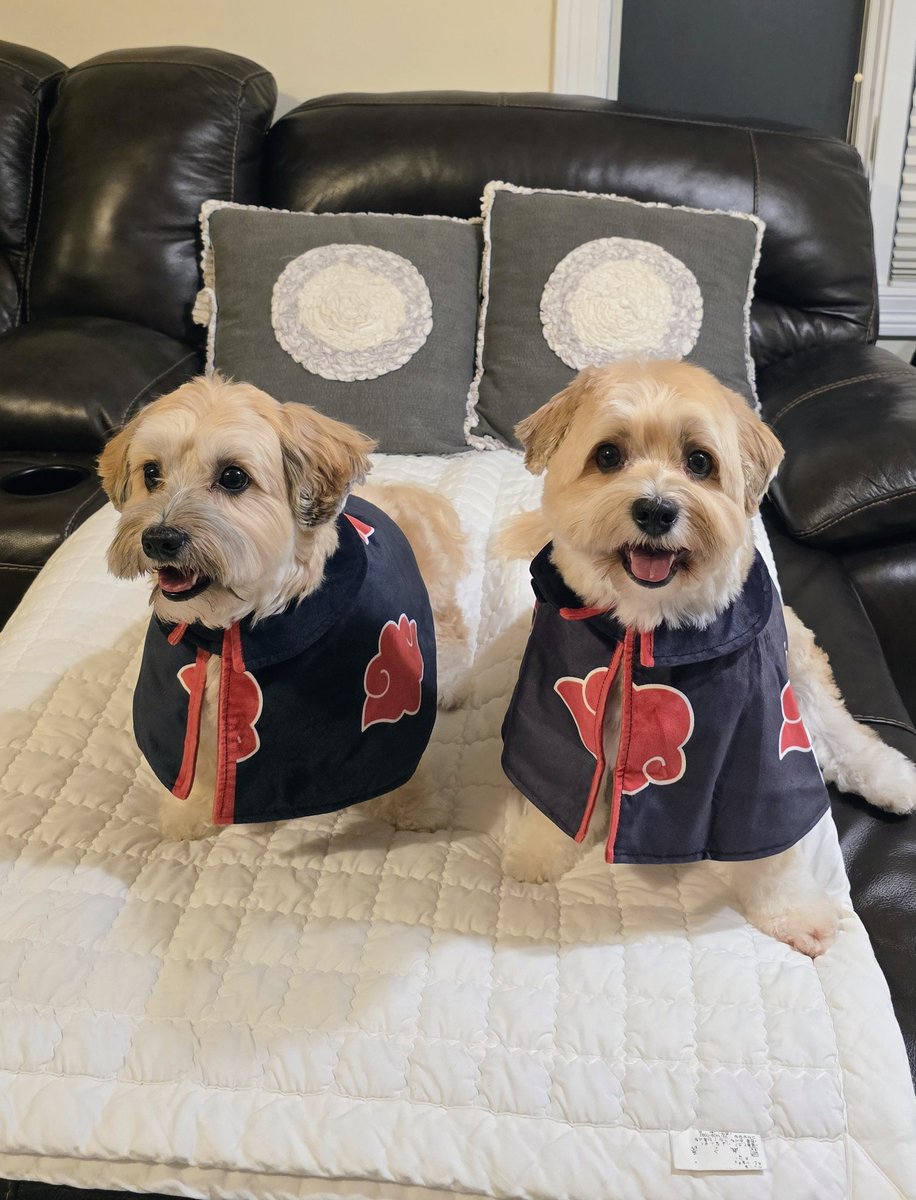 Will the real hokage please stand up $INJ