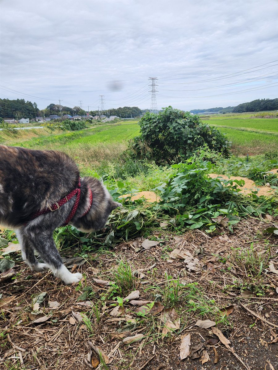 秋の平日休みいいわぁ(ง ᐕ) ง
6時間耐久散歩中🐶