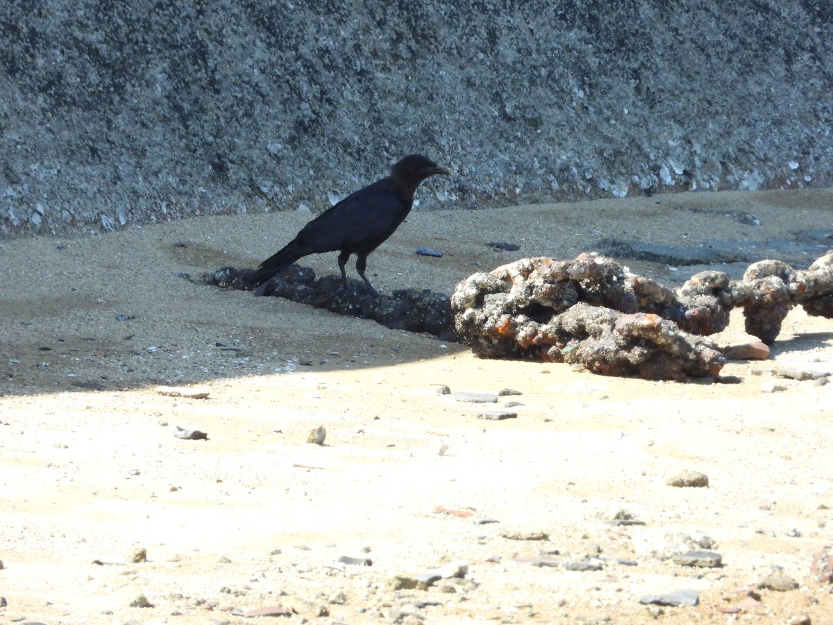 taniguchihe1794's tweet image. 【世界と日本の諺】
英語 :Nature is the best physician.
日本語:自然は最良の医師
2023/9/9 13:43撮影
ラズパイのCPU温度:45.2'C
#Raspberrypi
#諺
#ことわざ