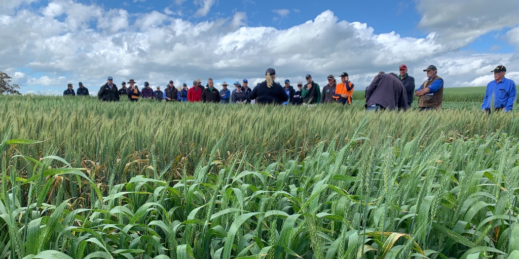 📢 New Opportunity: Grain Adopt - Regional D&amp;E Open Call
 
GRDC is inviting applications under a new Grain Adopt Regional Development &amp; Extension (D&amp;E) Open Call, an initiative of the National Grower Network (NGN).
 
This program supports short-term, grower-prioritised D&amp;E