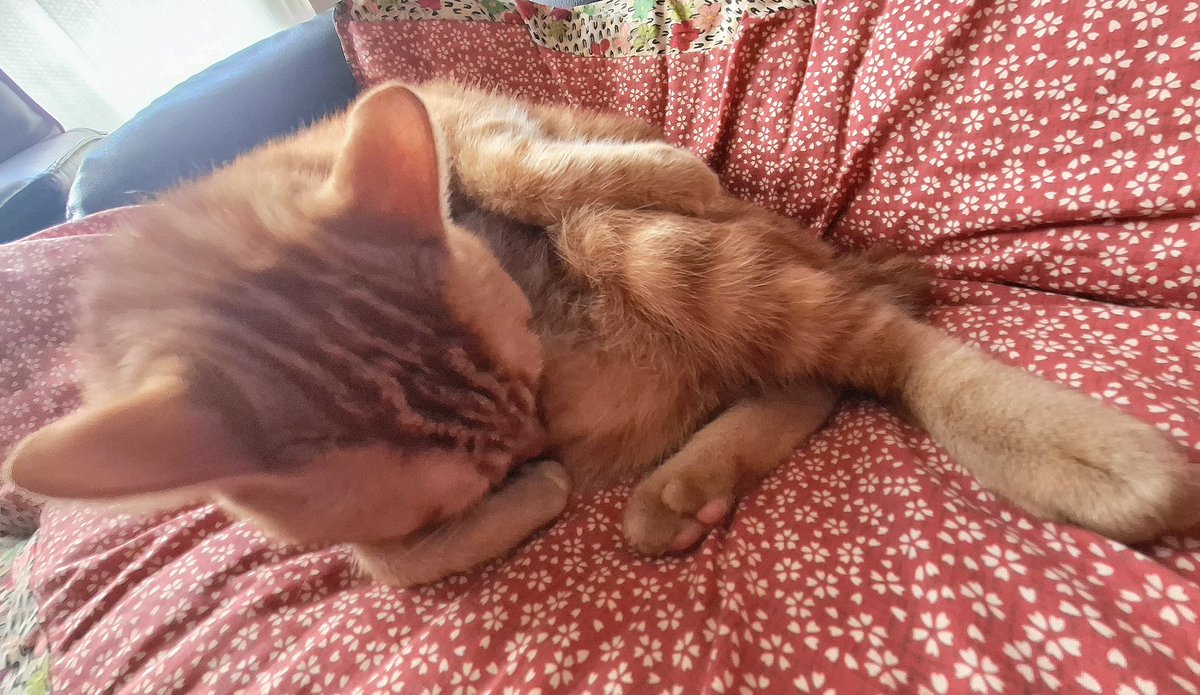 CuteCatRum's tweet photo. おはようございます☀️
ラム🐈️爆睡中💤
#ねこ好き #茶トラ #保護ねこ https://t.co/eIFbMt1zyn