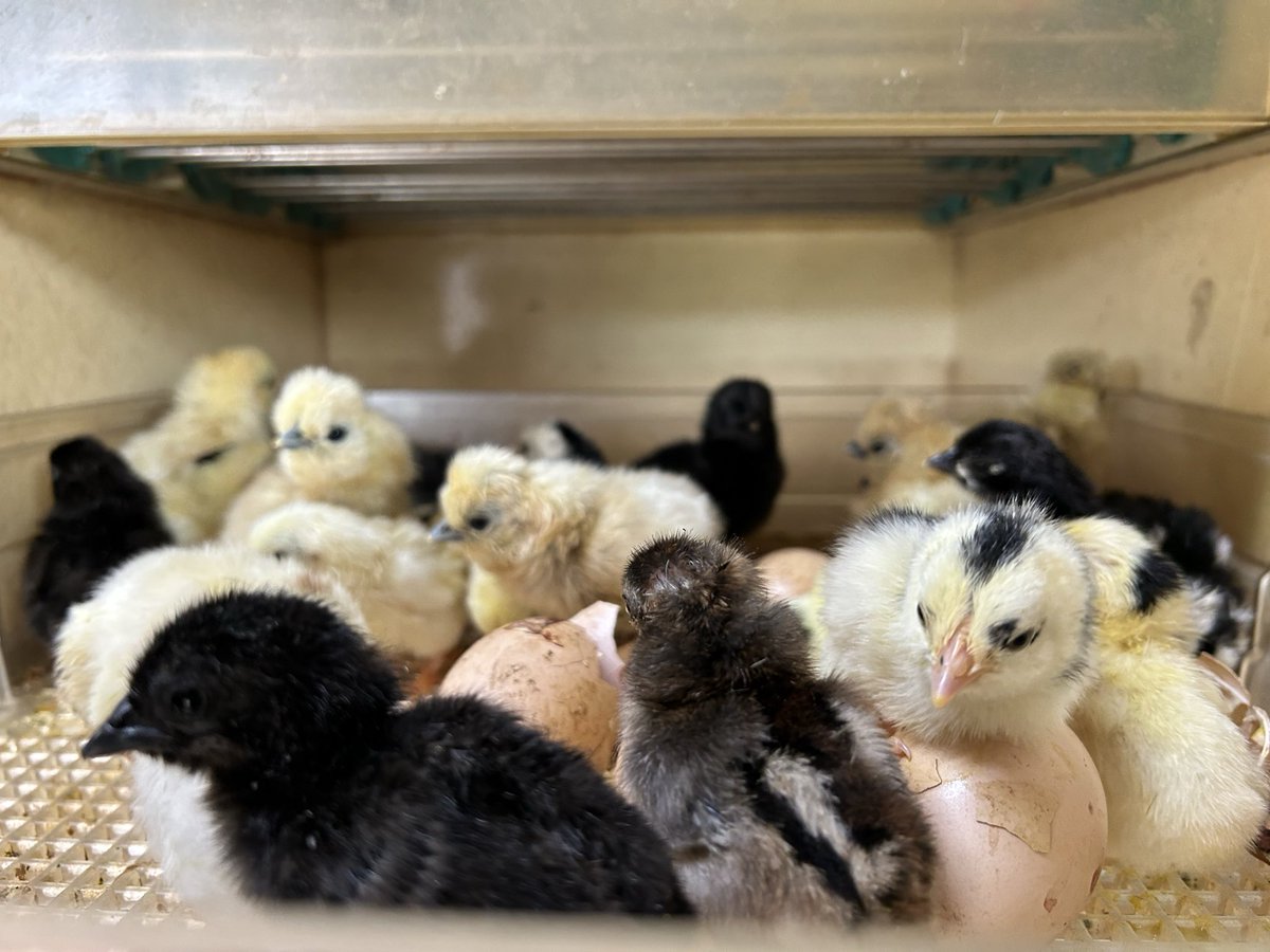 ひな祭り♡仲良しヒヨコ 🌵🦀ひよこちゃん🦀🌵 on X