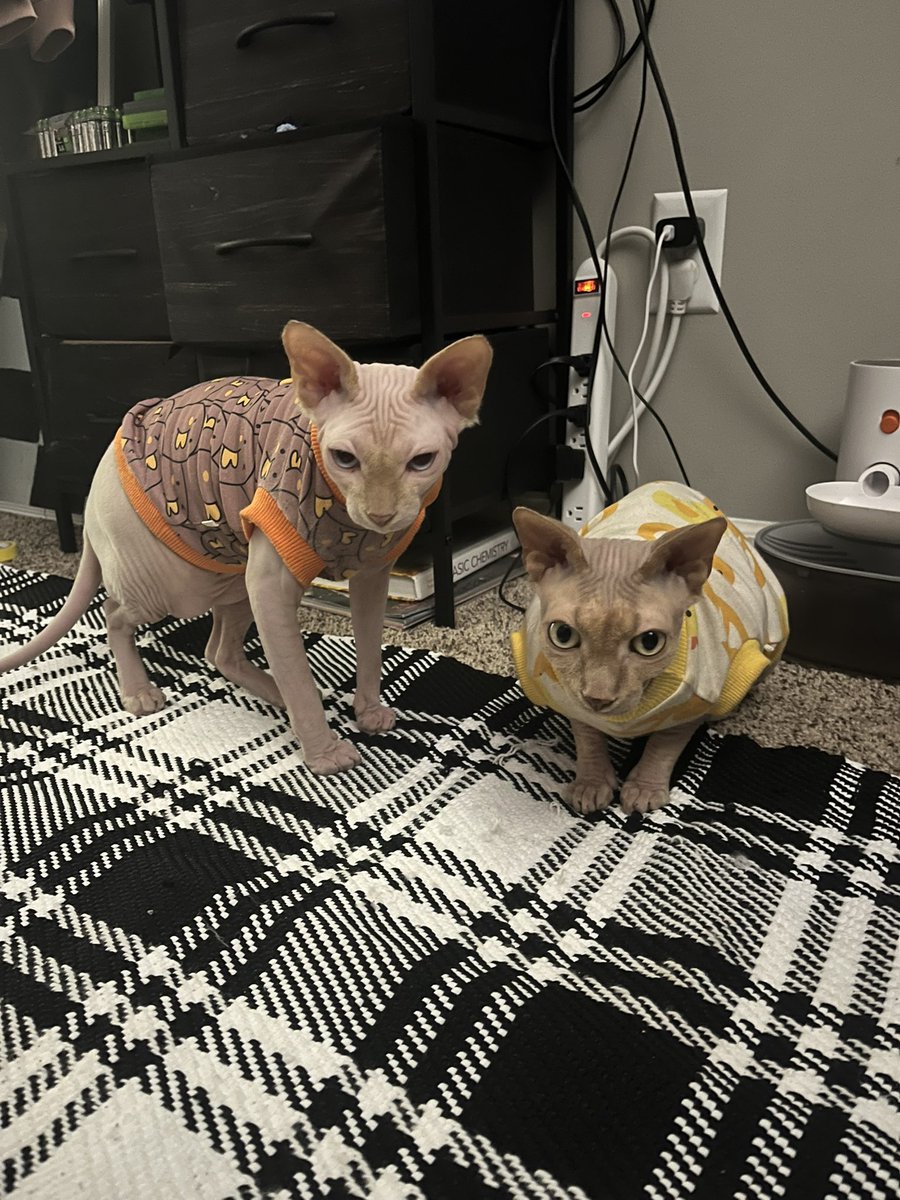 Madi_Rose_'s tweet photo. @lilatgc @YumiMain my bald kitties love him too!!! https://t.co/SODLxS849P