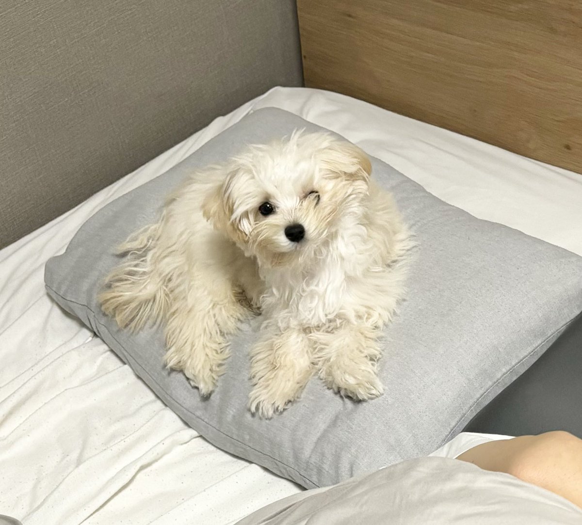 人間の枕でうつ伏せ寝してて顔がぺちゃんこになった犬をどうぞ…🤲