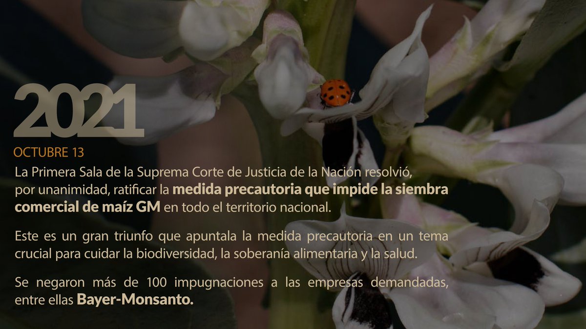🌽Hoy cumplimos 4 años desde que la <a href="/SCJN/">Suprema Corte</a> ratificó la Medida Cautelar que prohíbe la siembra de maíz genéticamente modificado en México.