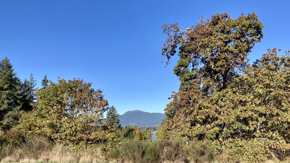 Thankful to live, work and play on the unceded traditional territory of the Coastal Salish peoples, and that I have obligations to care for this land.