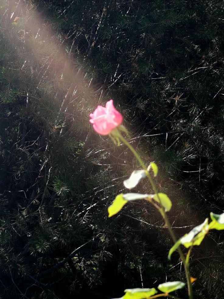 Kerymai_'s tweet image. ฤดูที่เหมาะสม กับเวลาที่คู่ควร