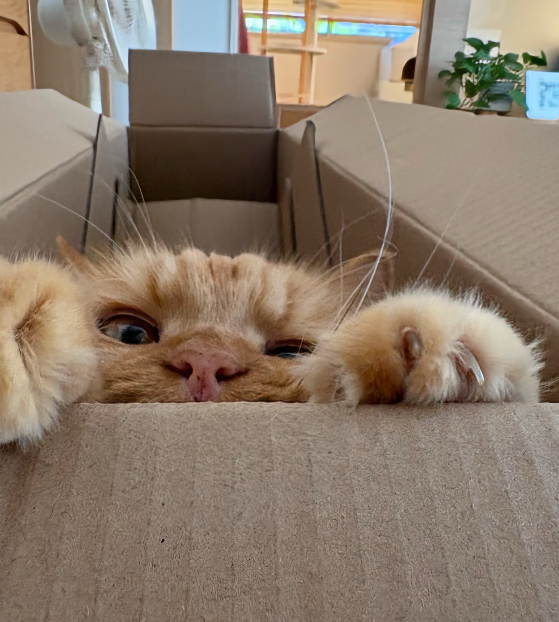 にゃこす(ΦωΦ)様 おまとめ S416025]SERAPH(セラフ)/F.O.KIDS(エフオーキッズ) ニットソー