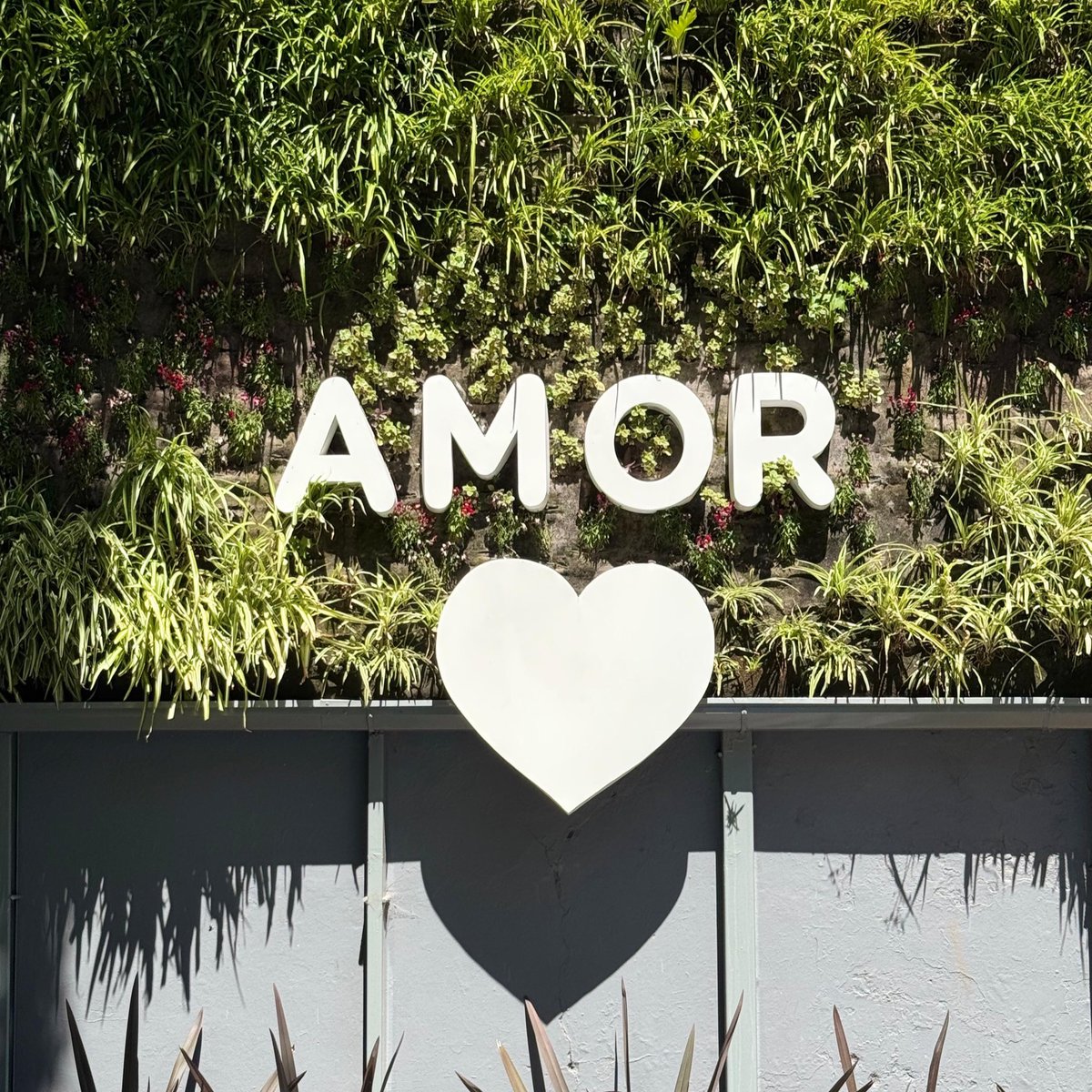 agustinrponti's tweet image. Este viernes reabrimos la plazoleta Comastri, totalmente renovada. Nuevo patio de juegos, nueva área de calistenia, postas deportivas y un nuevo mural. Qué lindo está Chacarita 🩵