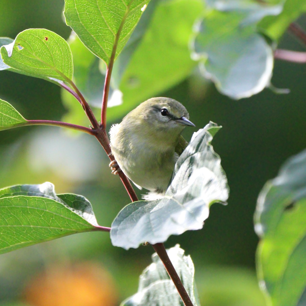 jordanaNYC's tweet image. dreamin of those tennessee skies ⛅️
#birdcpp #tennesseewarbler #birds