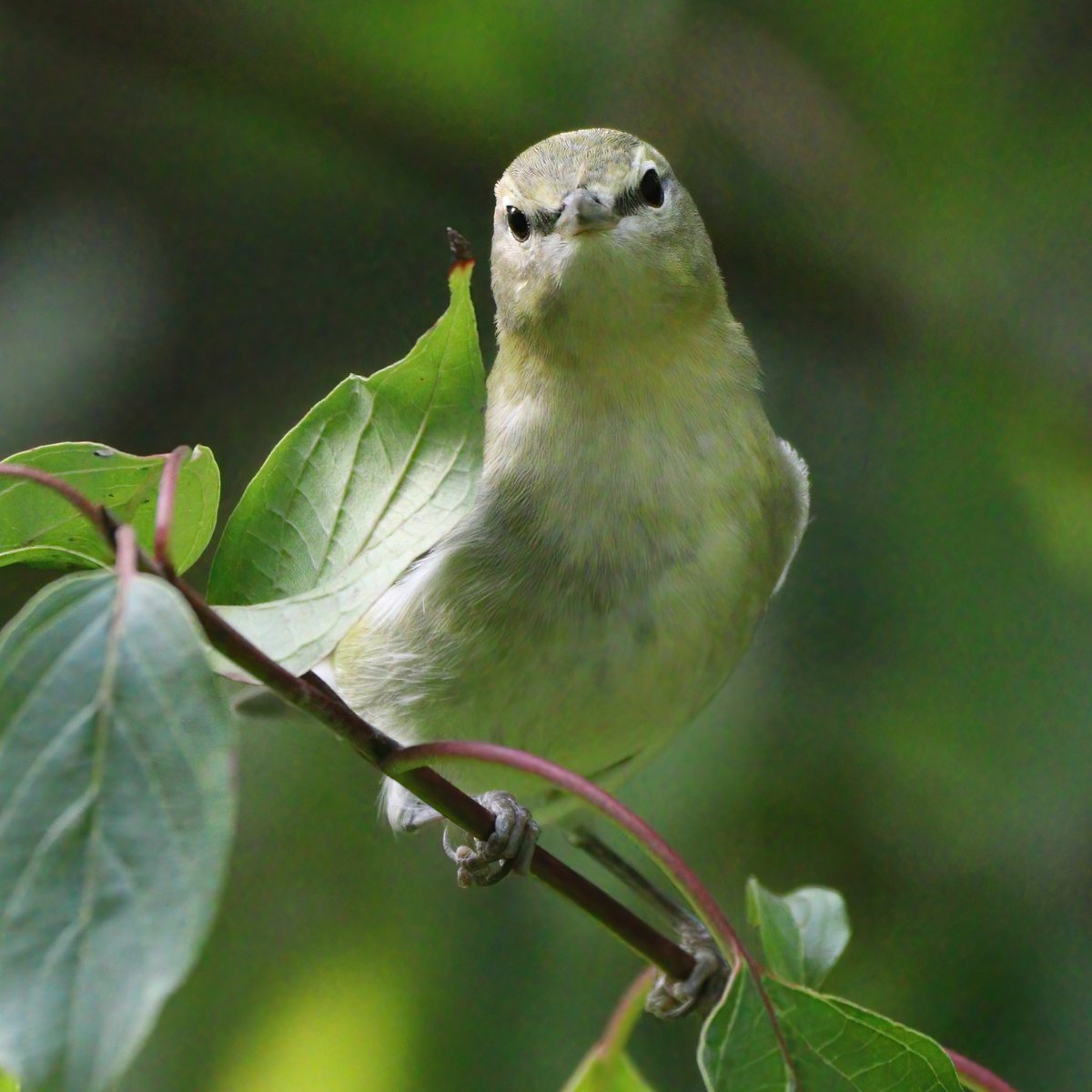 jordanaNYC's tweet image. dreamin of those tennessee skies ⛅️
#birdcpp #tennesseewarbler #birds
