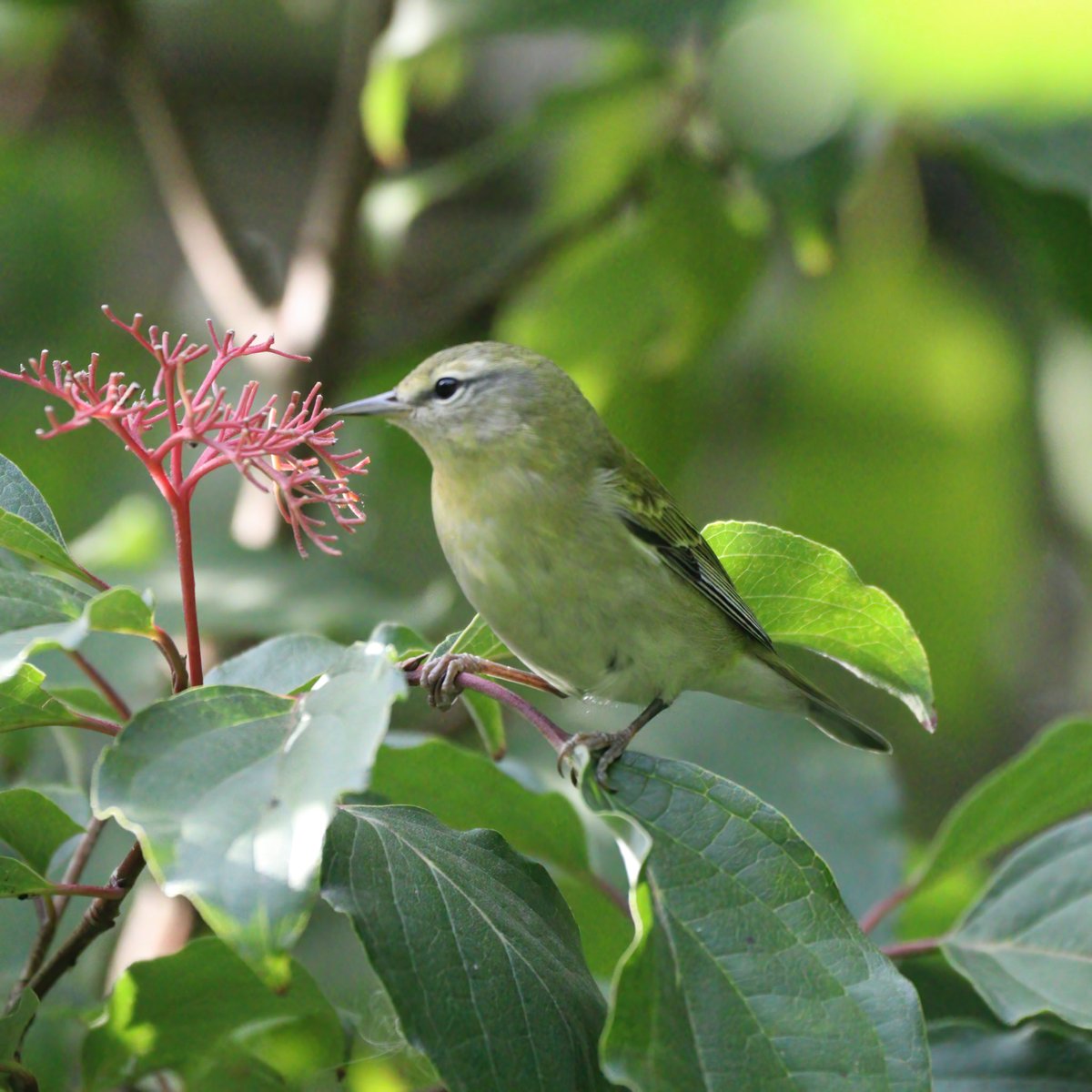 jordanaNYC's tweet image. dreamin of those tennessee skies ⛅️
#birdcpp #tennesseewarbler #birds