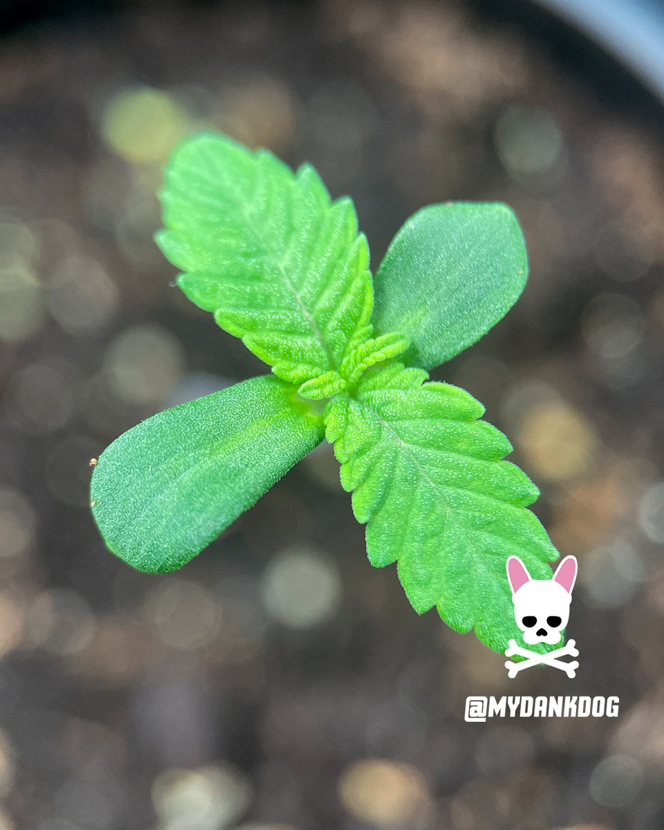 MyDankDog's tweet photo. Terpyz Mutant Genetics NEW BEANS! Cheesus Christ S1 feminized photoperiod. @VIVOSUN @TerpyzGenetics #growyourown #mutant #lovewhatyougrow #photoperiod https://t.co/QZZgFg2xvJ
