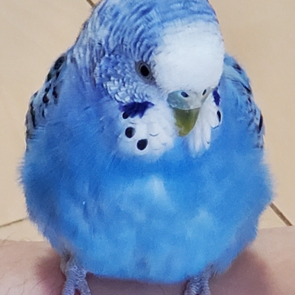 今日の「カバー小鳥」は、ピノちゃん（セキセイインコ）です。秋晴れのような美しいスカイブルー✨  
#セキセイインコ 
kotoribu.com