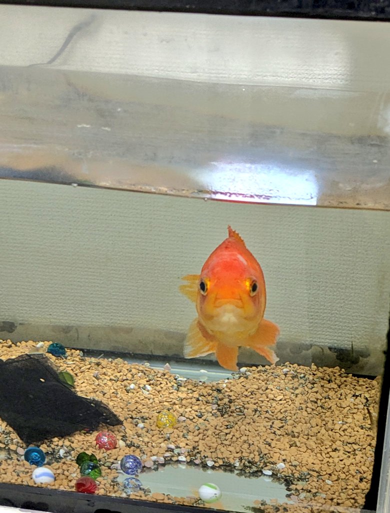 自信あるように見える