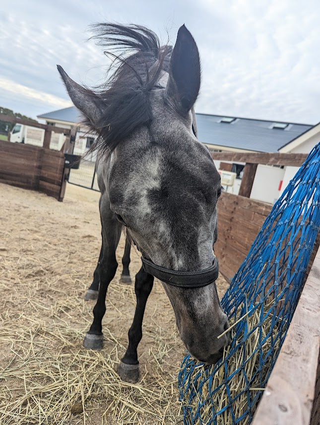 グレーの毛色がかわいいこの子は先日現役を引退し繁殖牝馬として牧場に帰ってきたリープアップです📸
これからもっと白くなっていくんだね🐴