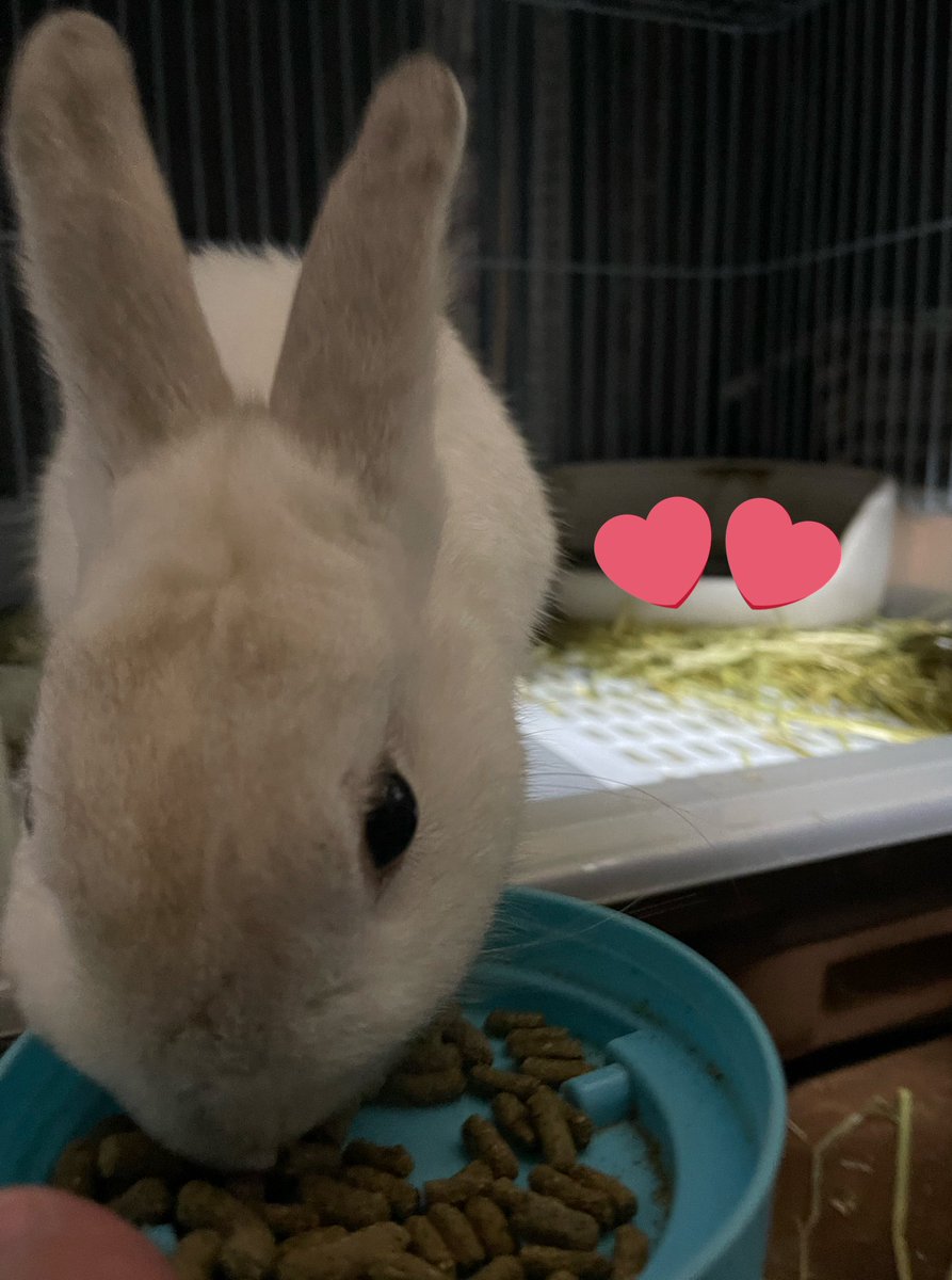 Oxql5c0's tweet image. おはようございます😊
曇り空☁️
雨予報ですね☔️💦

しろちゃん腹ペコ🐇
今日は母の通院デイ
行ってきまーす🚗