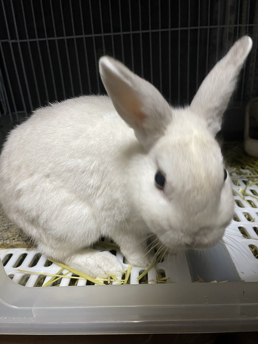 Oxql5c0's tweet image. おはようございます😊
曇り空☁️
雨予報ですね☔️💦

しろちゃん腹ペコ🐇
今日は母の通院デイ
行ってきまーす🚗