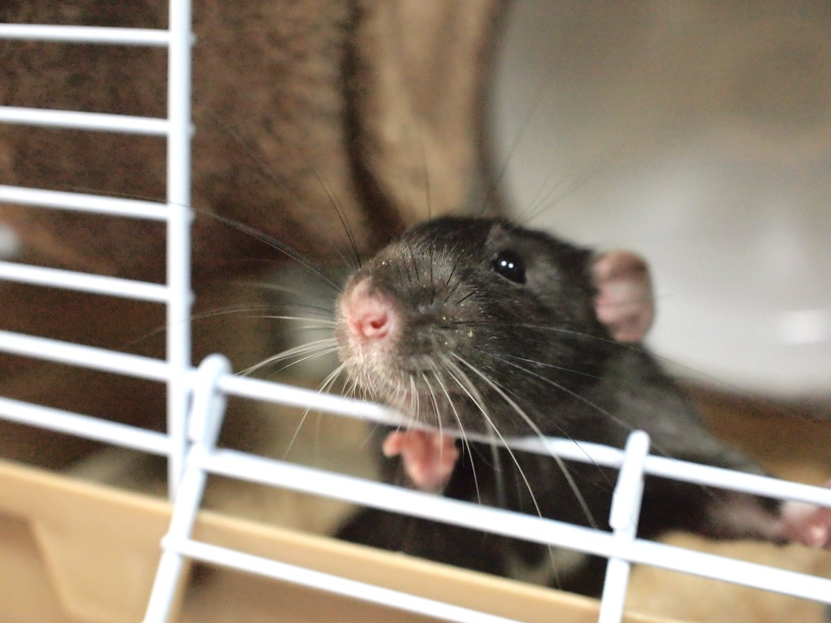 りっぱなおひげたち