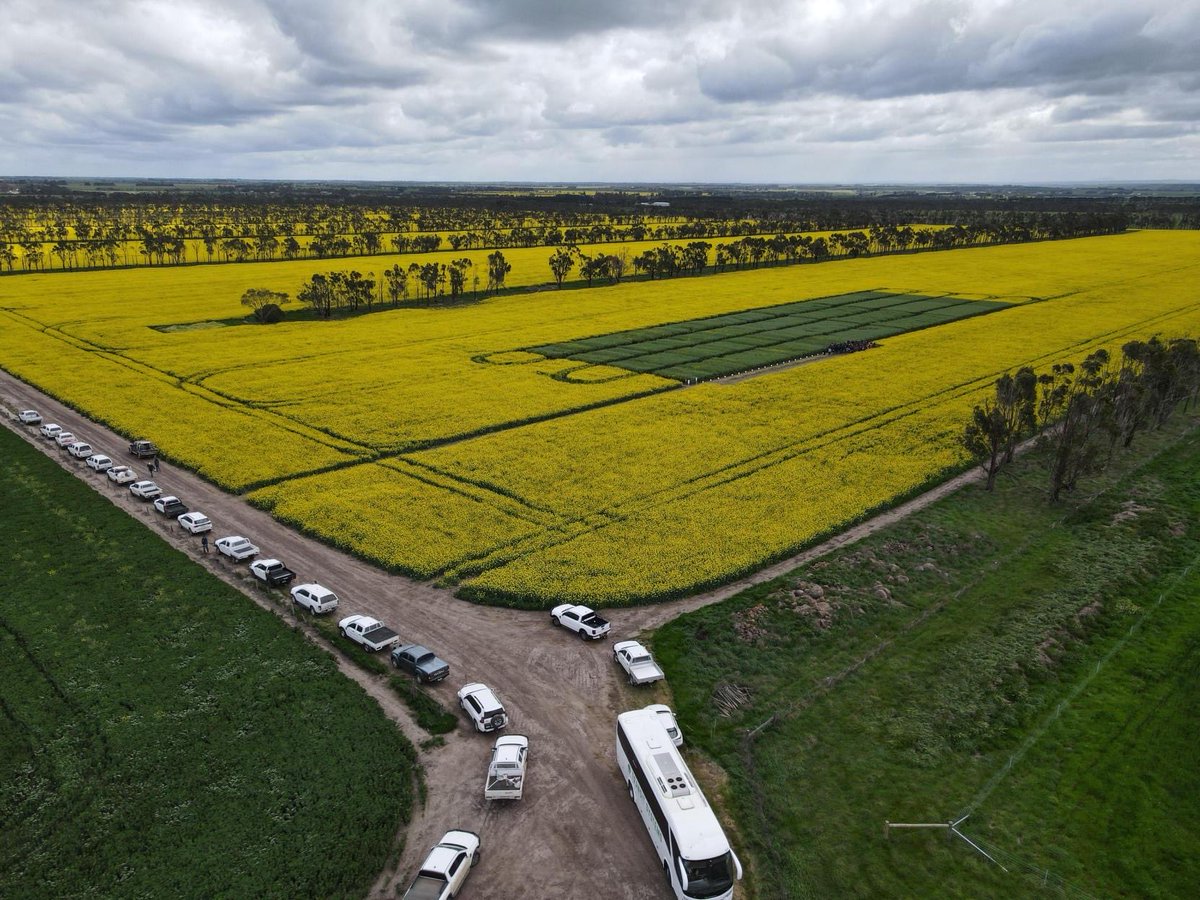Just a short note to thank all who attended our wind swept field day in southern VIC last Friday!  Moving to our southern NSW higher altitude research site at Wallenbeen this Friday. See you there! <a href="/theGRDC/">GRDC</a>  <a href="/far_australia/">FAR Australia</a> for website details.