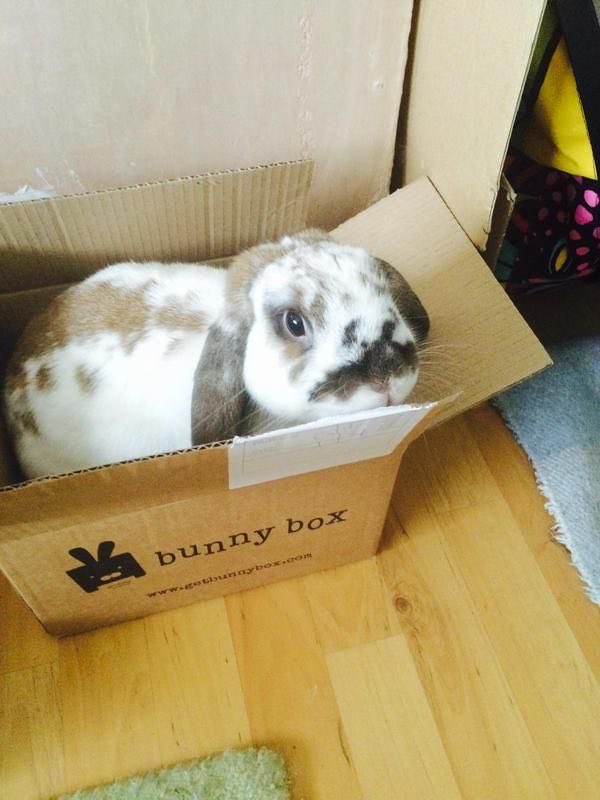 dailybunnyjinki's tweet photo. 🐰
#온유 #ONEW #オニュ #bunny 
@SHINee @ONEW_GRIFFIN
@ONEW_JAPAN https://t.co/qSmAdpWl6P