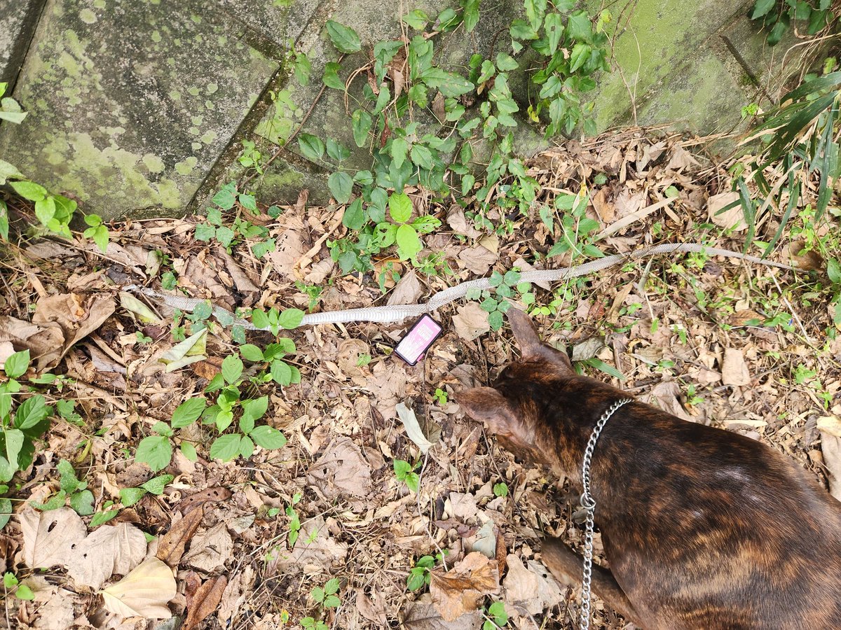 ヘビの抜け殻めちゃながいの落ちてた🐍