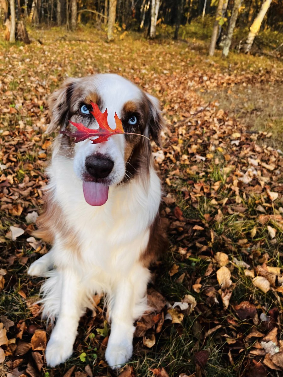 HutchsWeather's tweet image. ❤️Autumn with Aussies taken in Menahga MN.
Upload your doggy and fall photos today!!
#dogs #fallvibes #Minnesota #hutchsweather